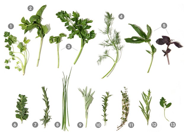Quick guide to a variety of easy to grow herbs